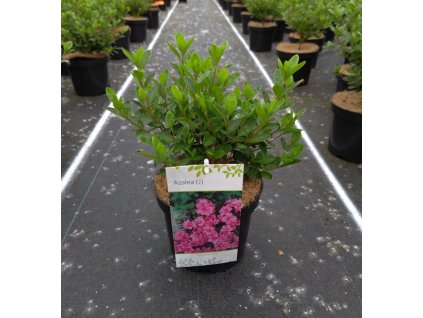AZALEA 'BABUSCHKA'