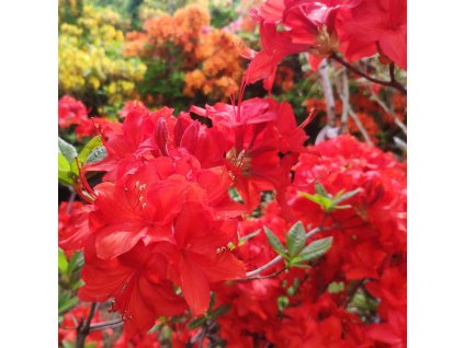 AZALEA 'SATAN' ist
