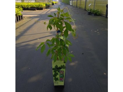 PARTHENOCISSUS QUINQUEFOLIA 'ENGELMANNII' ARBO