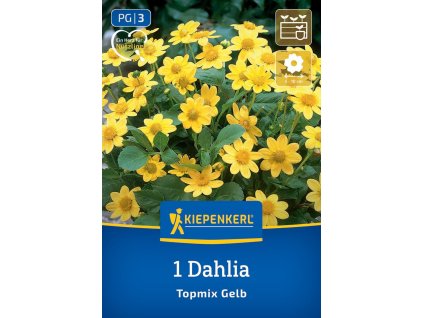 DAHLIA 'TOPMIX GELB' bruno