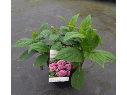 HYDRANGEA MACROPHYLLA 'BOUQUET ROSE' ARBO