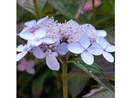 HYDRANGEA SERRATA 'BLUE BIRD +ist