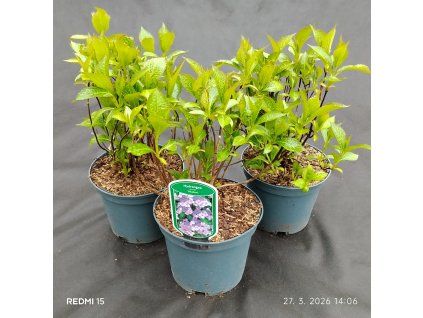 HYDRANGEA SERRATA 'BLUE BIRD' kak6