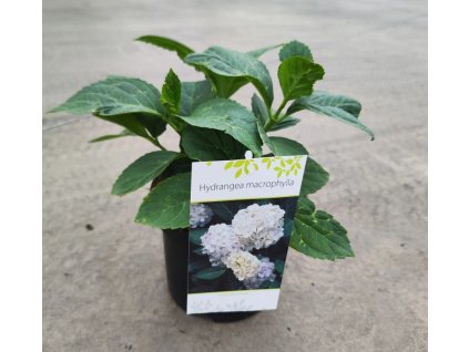 HYDRANGEA MACROPHYLLA 'SCHNEEBALL' ARBO