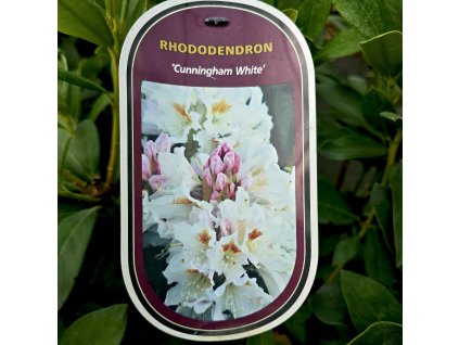 RHODODENDRON 'CUNNINGHAM WHITE' KAK