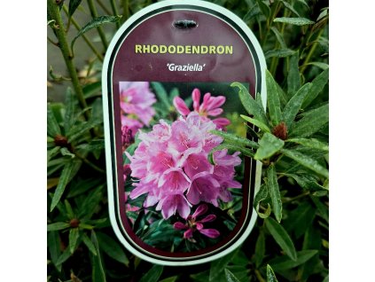 RHODODENDRON 'GRAZIELLA' KAK