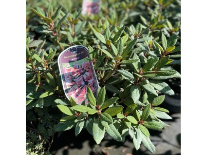 RHODODENDRON 'WINSOME'_kak