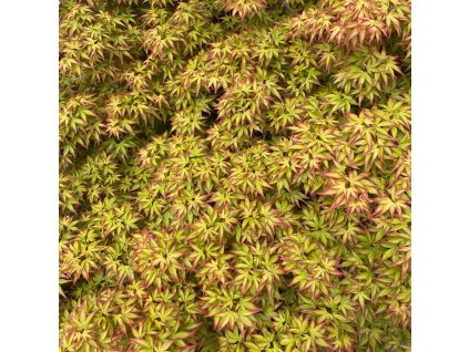 ACER PALMATUM 'LITTLE PRINCESS'-IST
