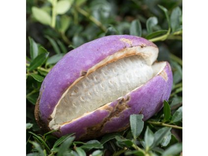 AKEBIA QUINATA (AKÉBIA PÄŤPOČETNÁ)_istock