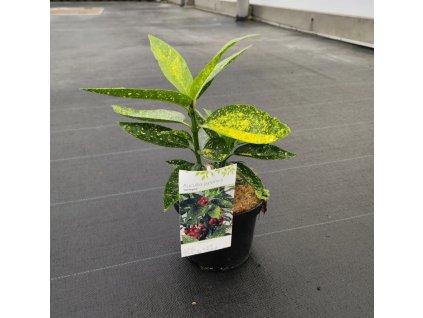 Aucuba jap. 'Variegata' - ARBO