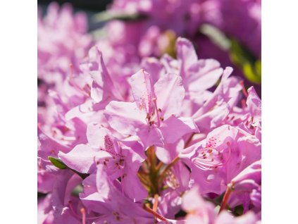 AZALEA 'ELSIE LEE IST'