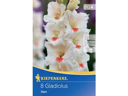 Gladiolus ´Ajax´ (Gladiola)