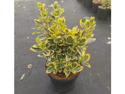 Euonymus jap. 'Marieke' arbo