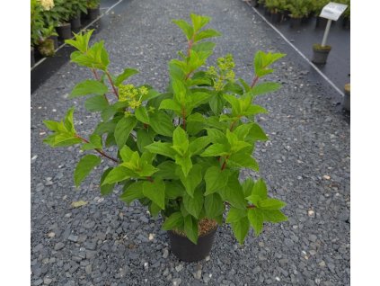 HYDRANGEA PANICULATA 'SILVER DOLLAR' ARBO