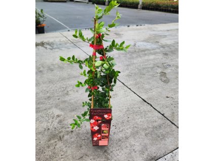 PYRACANTHA COCCINEA 'RED COLUMN' ARBO