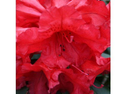 RHODODENDRON 'RED JACK' IST