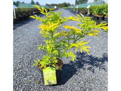 SAMBUCUS NIGRA 'GOLDEN TOWER' ARBO