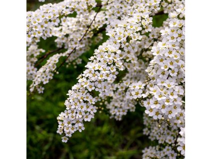 SPIRAEA NIPPONICA 'SNOWMOUND' IST