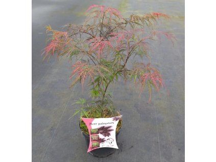 Acer palm. 'Garnet' - ARBO