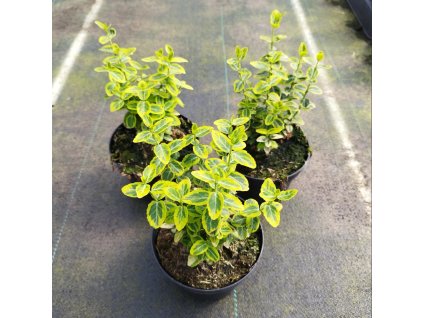 EUONYMUS FORTUNEI 'EMERALD 'N' GOLD' ARBO