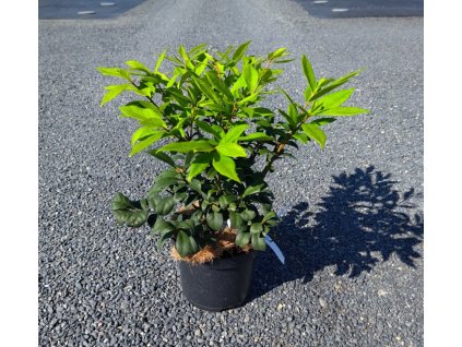 EUONYMUS ALATUS 'COMPACTUS' ARBO