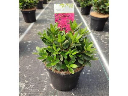 Azalea (J) 'Königstein' ARBO