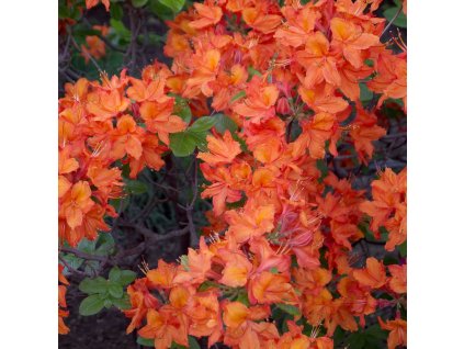 AZALEA 'GLOWING EMBERS' IST