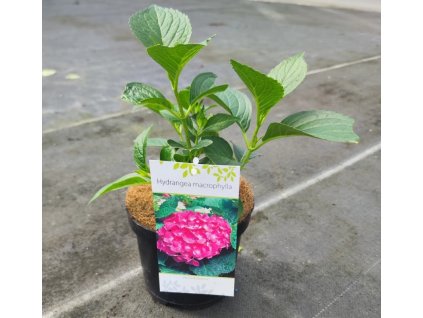 HYDRANGEA MACROPHYLLA 'ALPENGLÜHEN ARBO