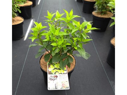 HYDRANGEA PANICULATA 'GRAFFITHI' SHUTT
