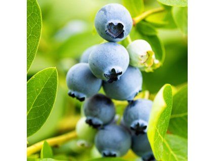 VACCINIUM CORYMBOSUM 'BLUEJAY' ist
