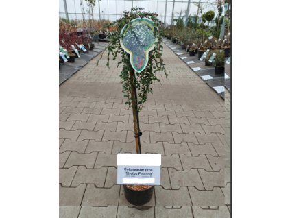 Cotoneaster proc. 'Streibs Findling' 60KM ARBO