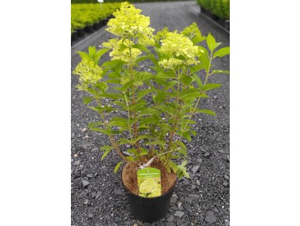 HYDRANGEA PANICULATA 'LIMELIGHT' ARBO