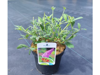 BUDDLEJA DAVIDII 'PINK BEAUTY' ARBO