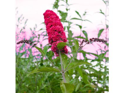 BUDDLEJA DAVIDII 'ROYAL RED' IST
