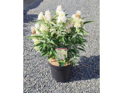 BUDDLEJA DAVIDII 'BUTTERFLY CANDY ® LITTLE WHITE' ARBO