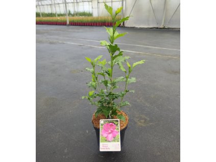 HIBISCUS SYRIACUS 'FLOWER TOWER RUBY' ARBO