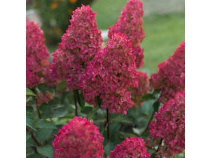 HYDRANGEA PANICULATA 'WIM'S RED' ist