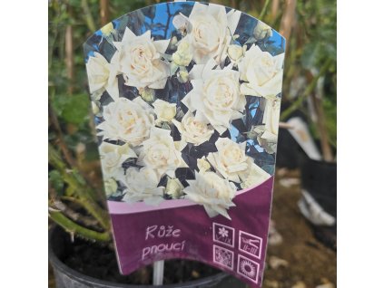 ROSA 'ILSE KROHN SUPERIOR' kak