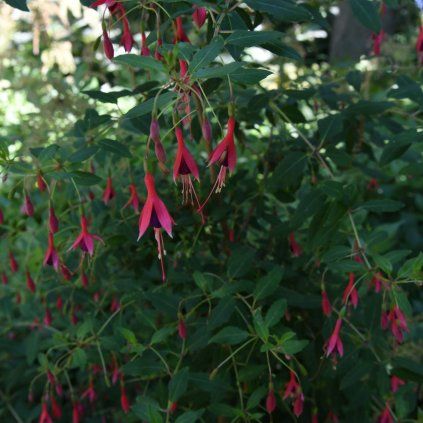 FUCHSIA MAGELLANICA 'VERSICOLOR' IST1