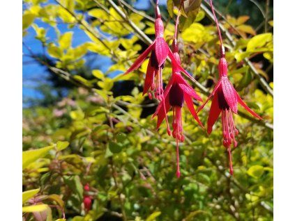 FUCHSIA MAGELLANICA 'VERSICOLOR' IST