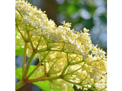 SAMBUCUS RACEMOSA 'PLUMOSA AUREA' IST