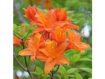 AZALEA 'GOLDEN EAGLE' IST