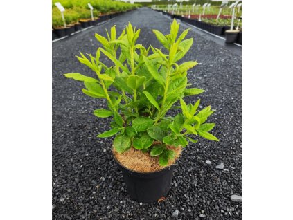 AZALEA 'PERSIL' ARBO