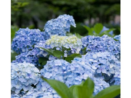 HYDRANGEA MACROPHYLLA 'FABOLO BLUE' SCHUTT
