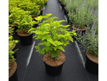 PHYSOCARPUS OPULIFOLIUS 'NUGGET' ARBO