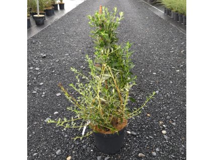 BUDDLEJA ALTERNIFOLIA 'UNIQUE' ARBO