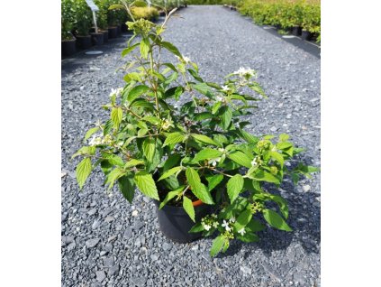 VIBURNUM PLICATUM 'SUMMER SNOWFLAKE' ARBO