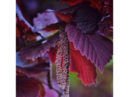 CORYLUS MAXIMA 'PURPUREA' IST