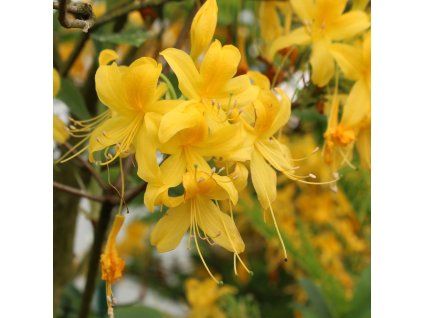 AZALEA 'GOLDTOPAS IST