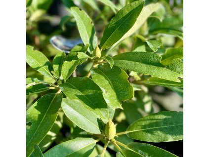 RHODODENDRON 'BLUE PETER'_kak